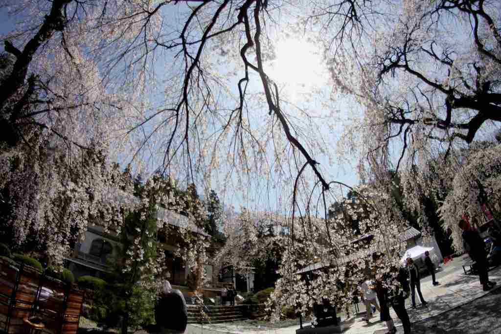 真田長谷寺枝垂れ終宴007