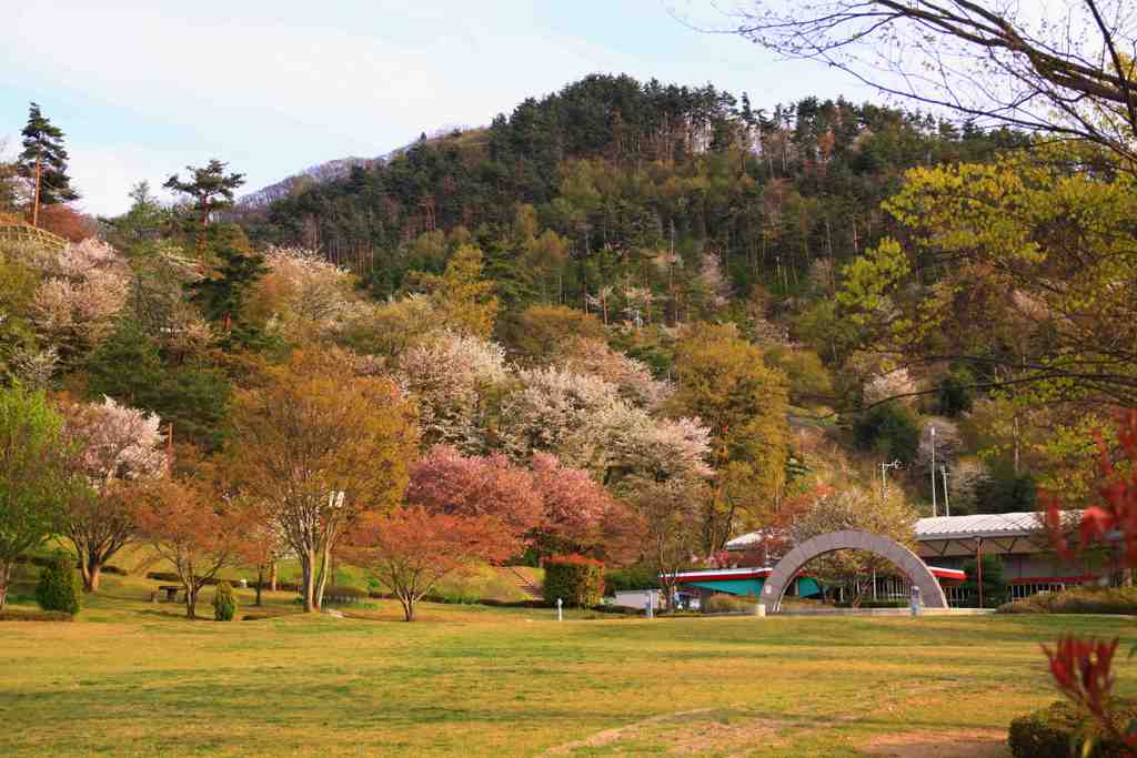 桜は山を登るを見る公園_4