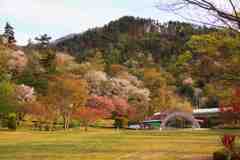 桜は山を登るを見る公園_4
