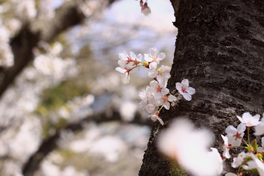 水辺のさくら　花筏と共に❀_5