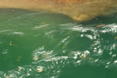 吹割渓谷・吹割の滝_11