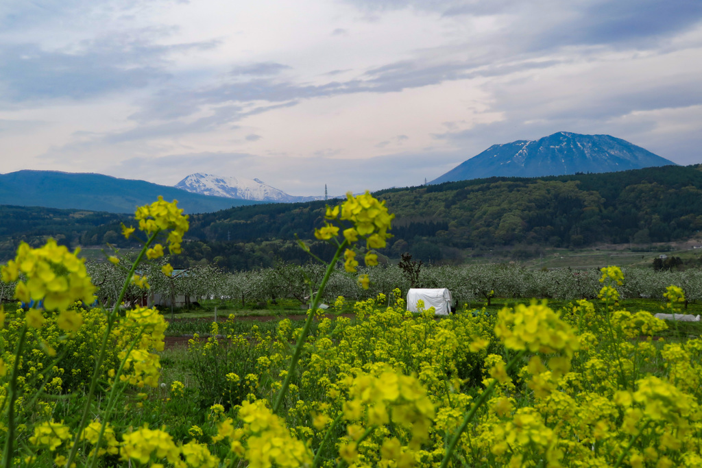菜の花越しに黒姫山と残雪の高妻山？_edited