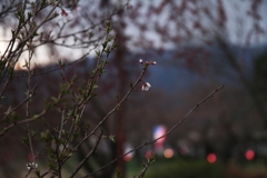 桜まつりはまだか (4)