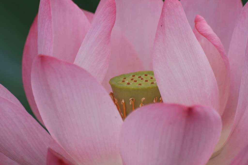 蓮の花を覗いて・・・
