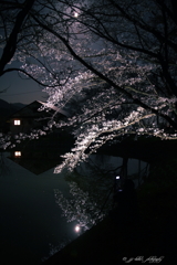 月夜の夜桜・映り込み_4