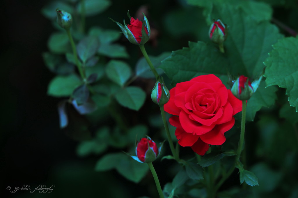 日陰の薔薇_1