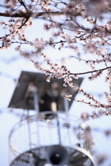 IMG_7471森の魯桃桜