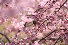 ヒヨの桜枝渡り