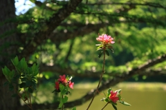 美笹湖の赤と緑とそよかぜと・・・_004