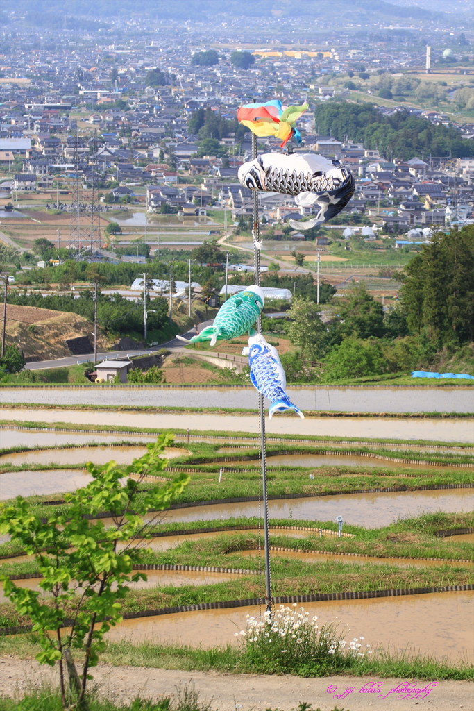 天高く鯉泳ぐ棚田