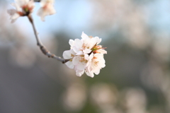 初桜