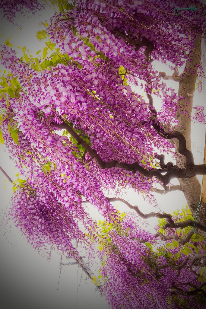 近所のフジカラー_edited_1