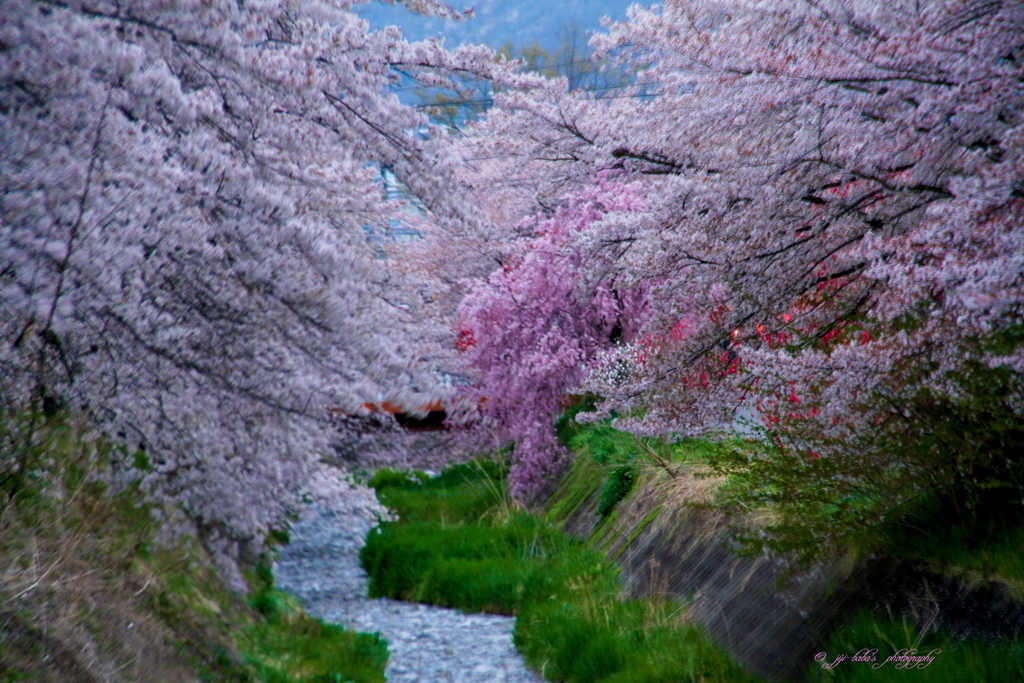 夕刻の御堂川桜 (2-5)