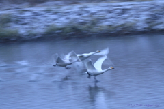 白鳥の詩　飛翔