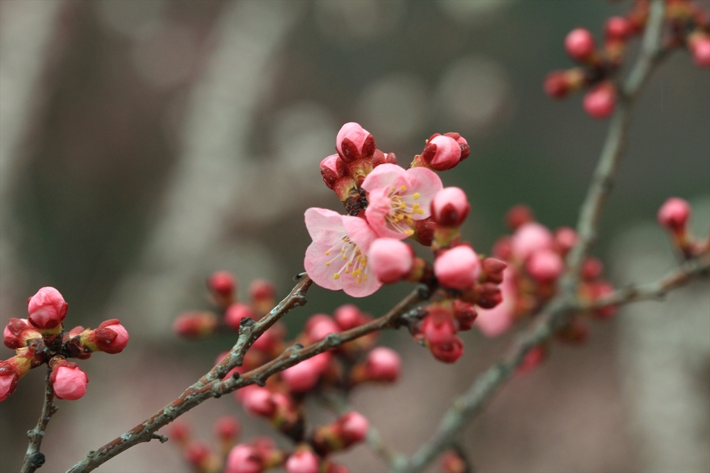 あんずの花色々_2