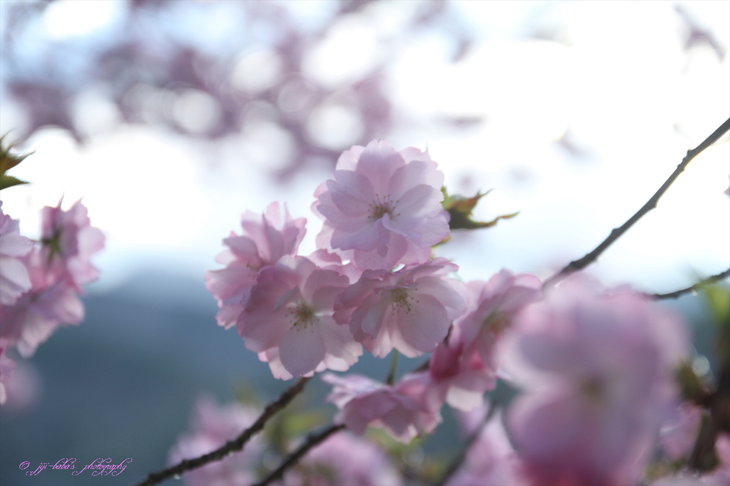 八重が微笑む_4