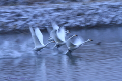 白鳥の詩　飛翔