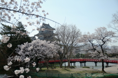 桜咲く烏城_4