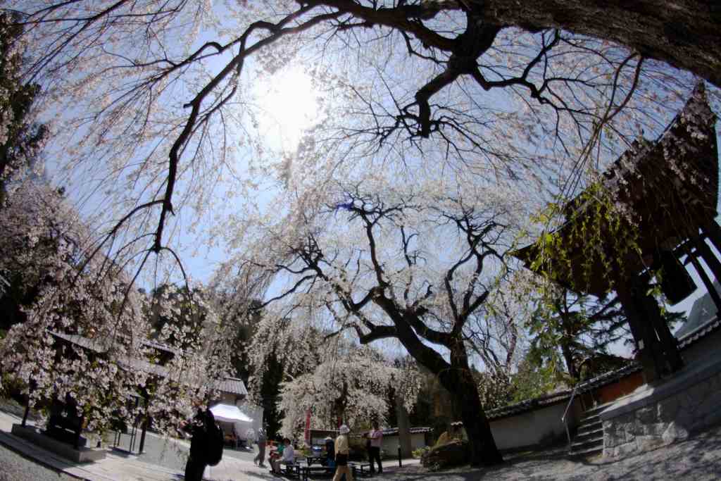 真田長谷寺枝垂れ終宴006