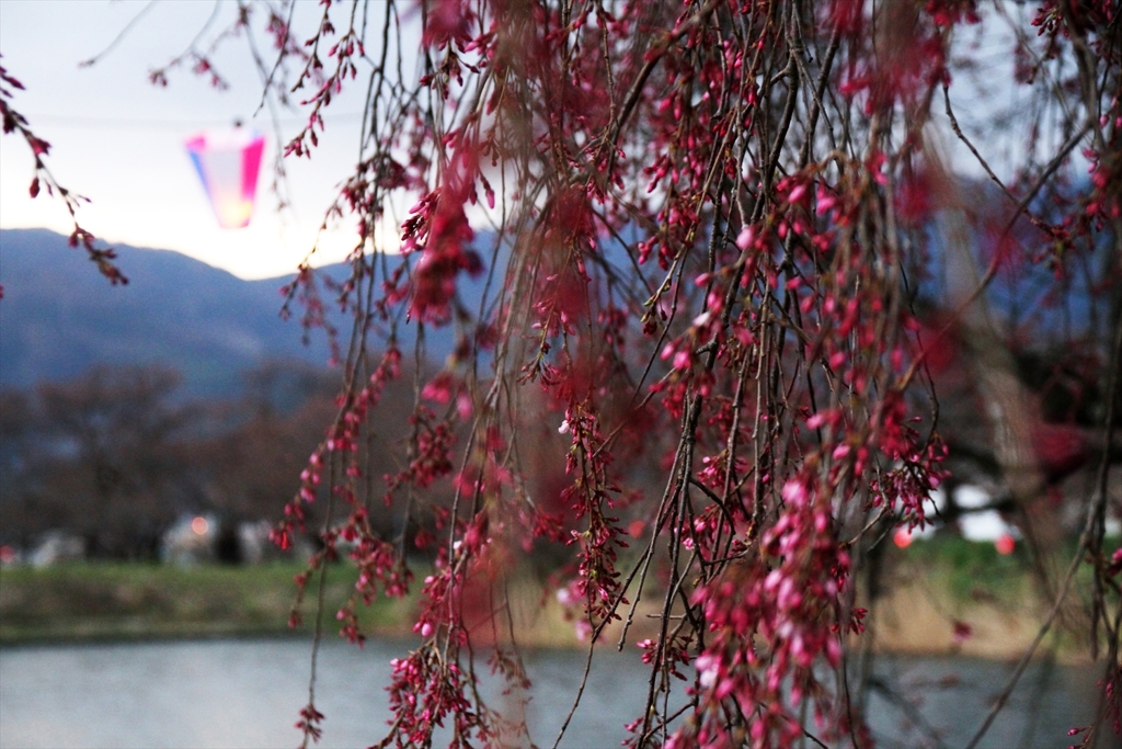 桜まつりはまだか (3)