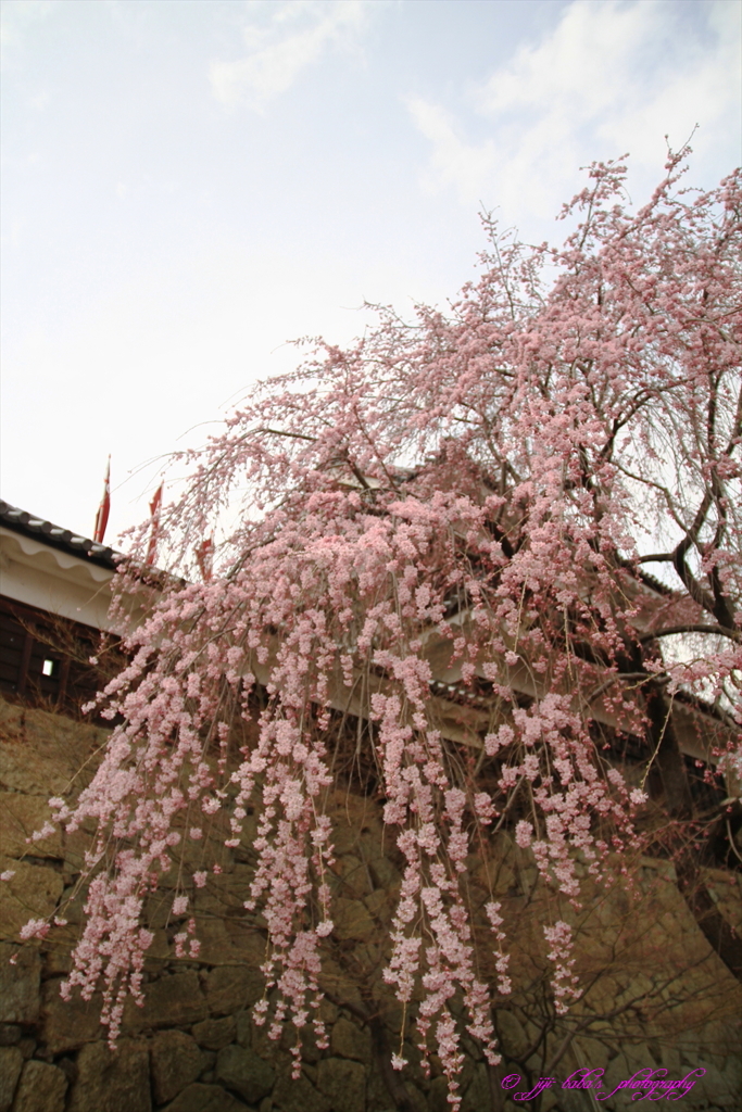 上田城跡櫓門脇しだれ桜_20170408_2