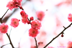 紅梅花盛り