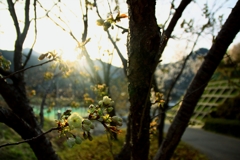 御衣黄桜　夕陽に輝く_2