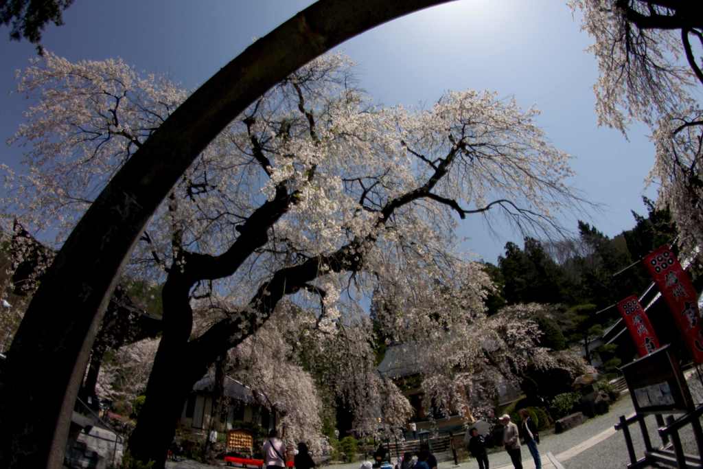 真田長谷寺枝垂れ終宴009