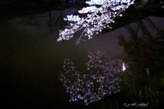 月夜の夜桜・映り込み_1
