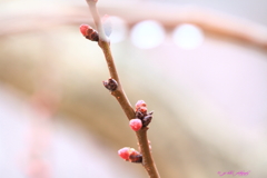 あんずの蕾