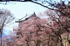 上田城と桜_1