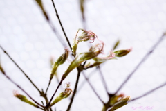 もみじ芽吹く_1