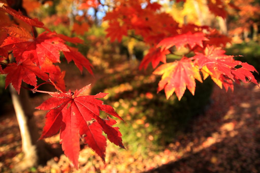 紅い手の子たち
