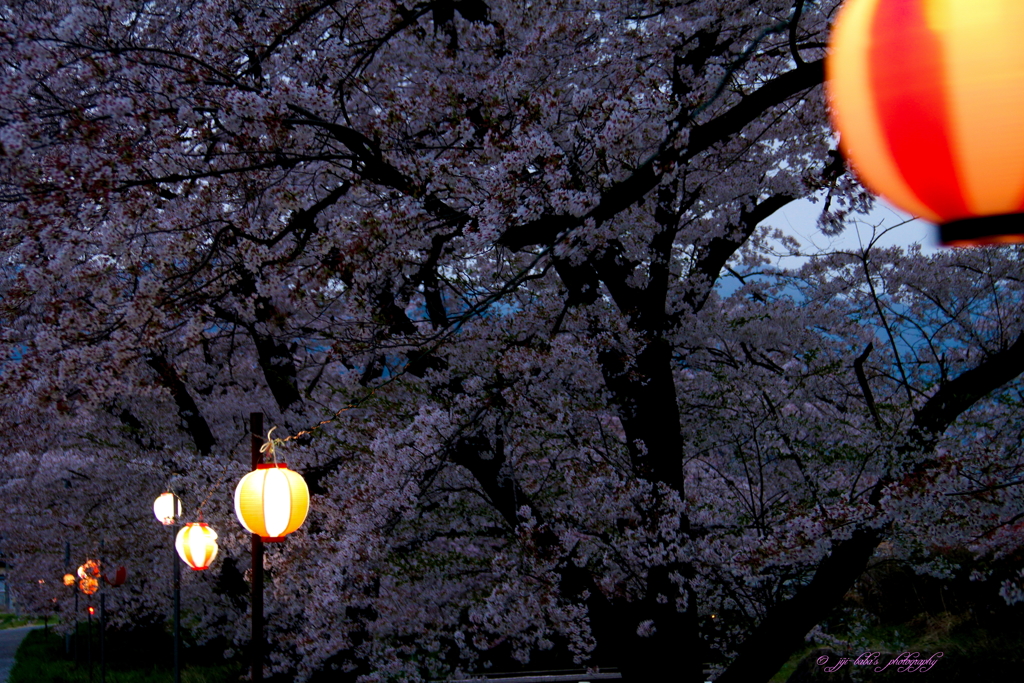 夕刻の御堂川桜 (5-5)