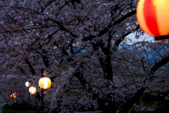 夕刻の御堂川桜 (5-5)