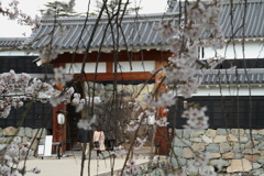 桜咲く烏城_7