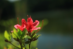 美笹湖の赤と緑とそよかぜと・・・_010