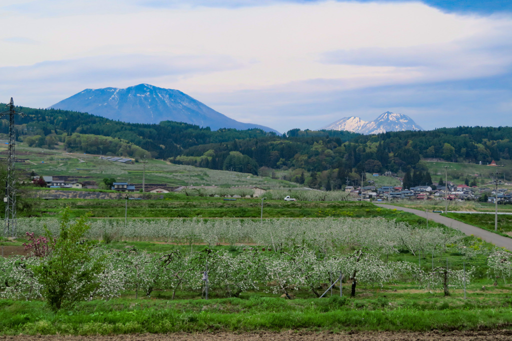 林檎畑と黒姫山と妙高山_edited