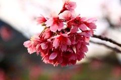桜300まだ嬉し