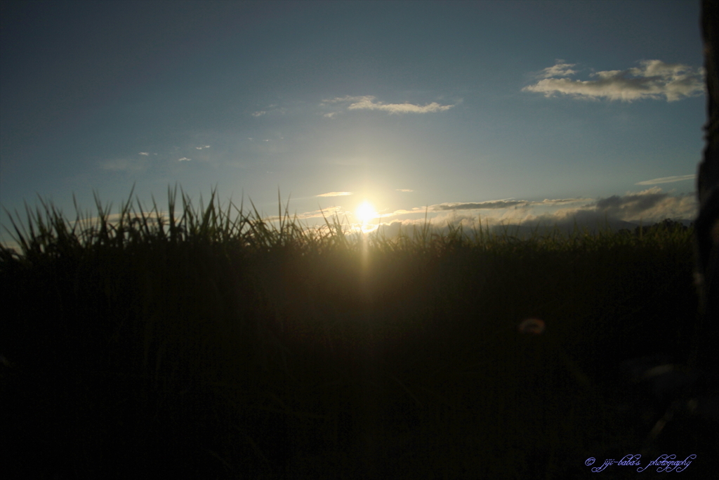 棚田米に朝陽差す_6