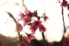 桜300まだ嬉し