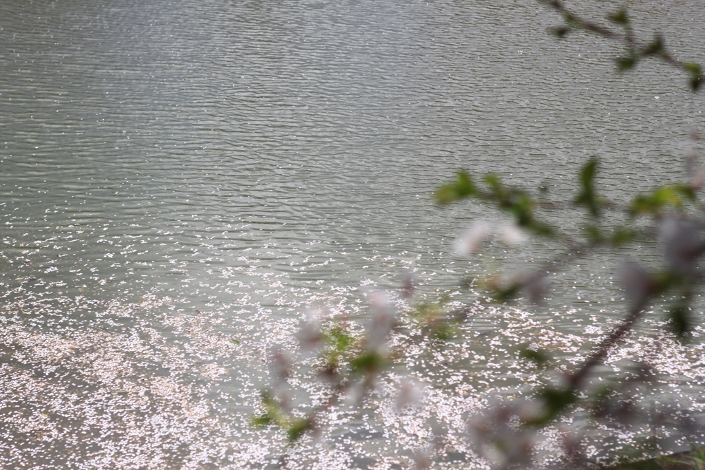 水辺のさくら　花筏と共に❀_4