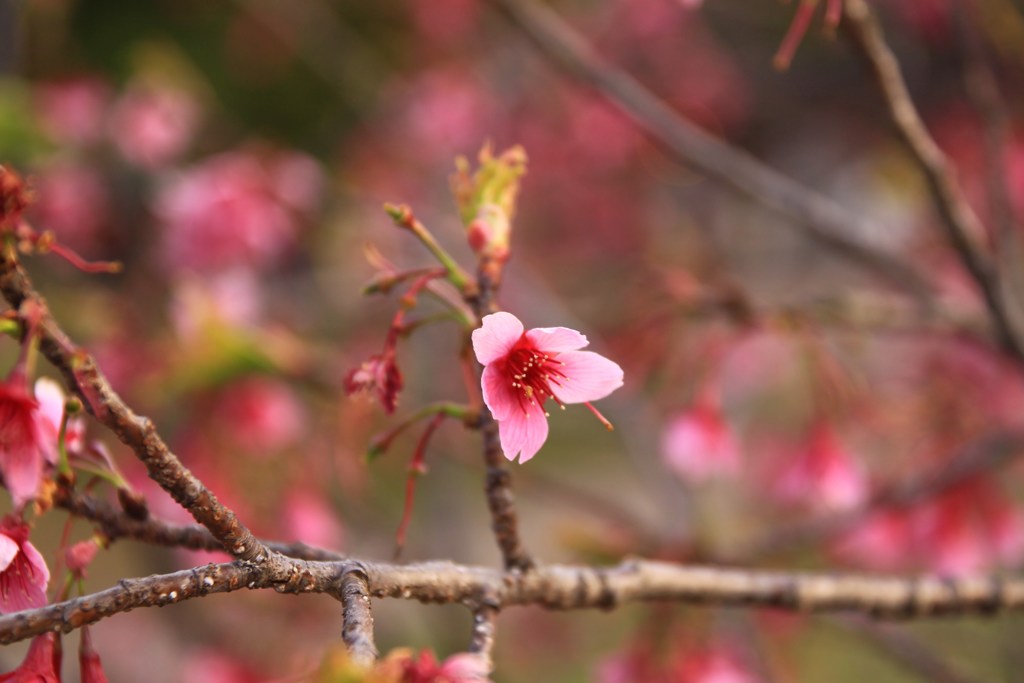 桜300まだ嬉し