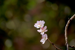 IMG_7445桜探して