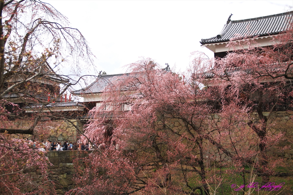 上田城跡櫓門脇しだれ桜_20170408_1