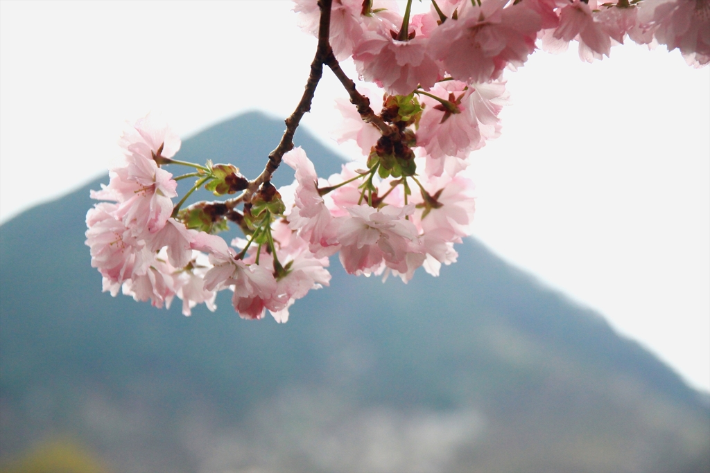 小雨の中の八重桜20_rs