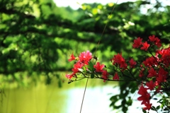 美笹湖の赤と緑とそよかぜと・・・_003