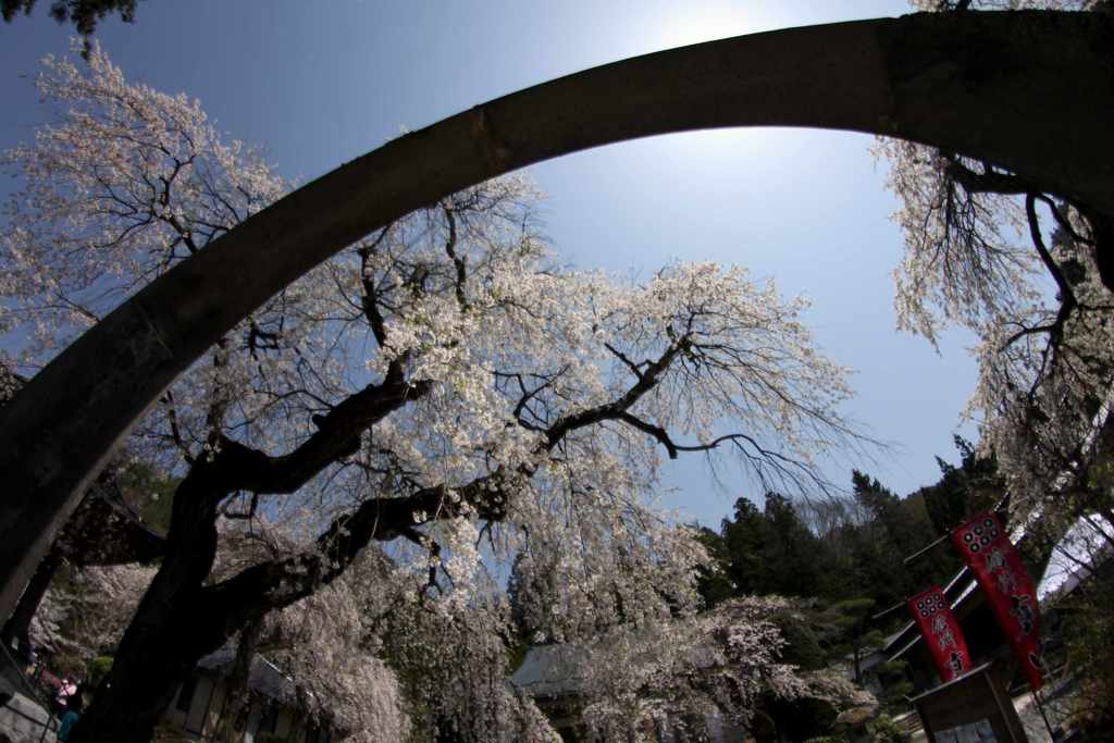 真田長谷寺枝垂れ終宴010