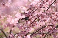 ヒヨの桜枝渡り