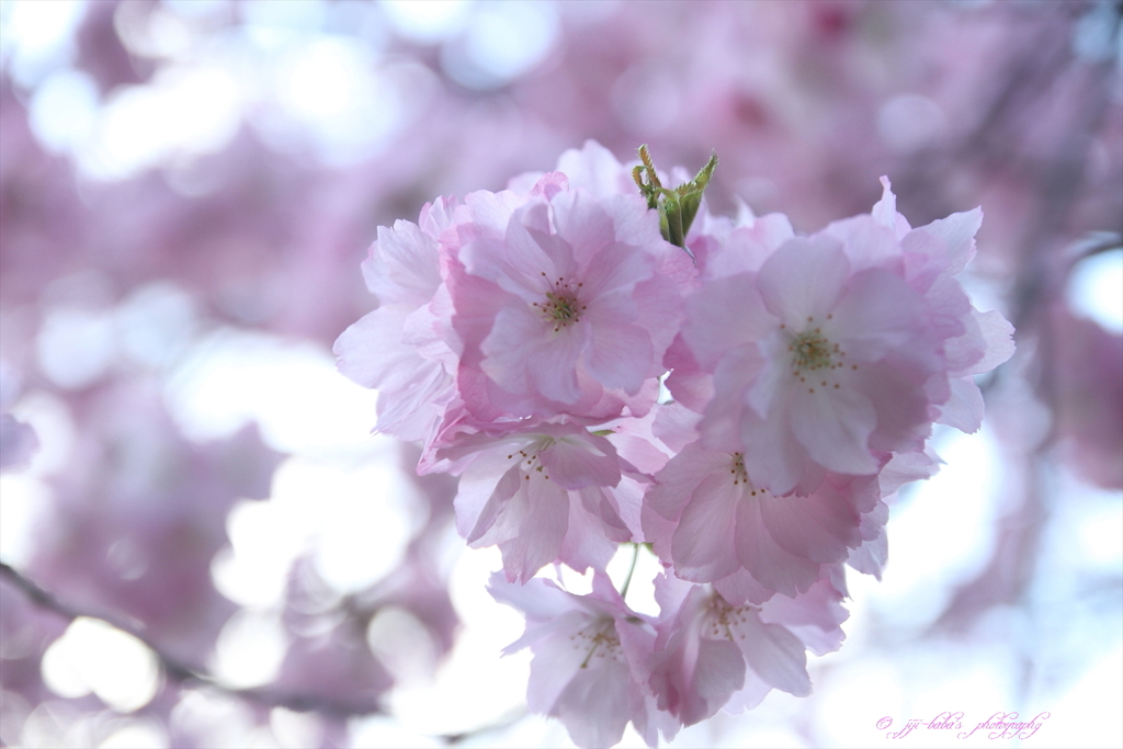 八重が微笑む_1